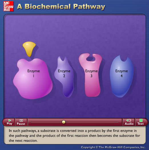 A Biochemical Pathway