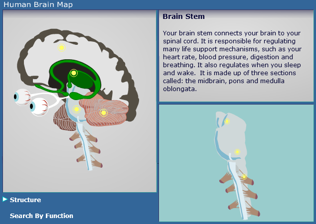 Human Brain Map