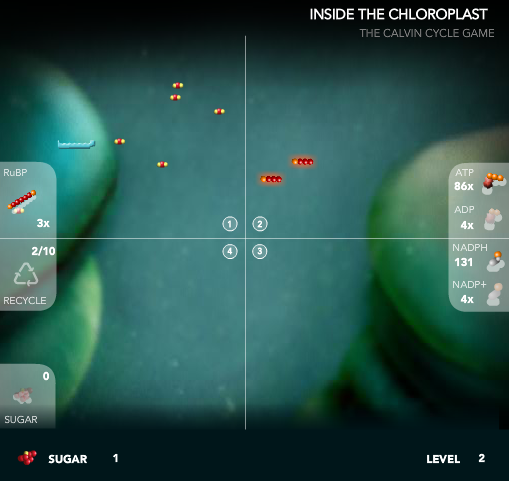 Inside the Chloroplast: The Calvin Cycle Game