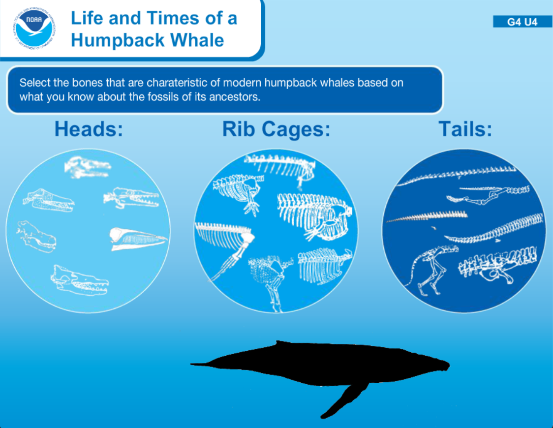 Life and Times of a Humpback Whale