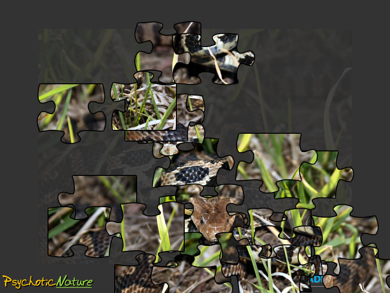 Fox Snake Jigsaw