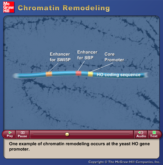 Chromatin Remodeling