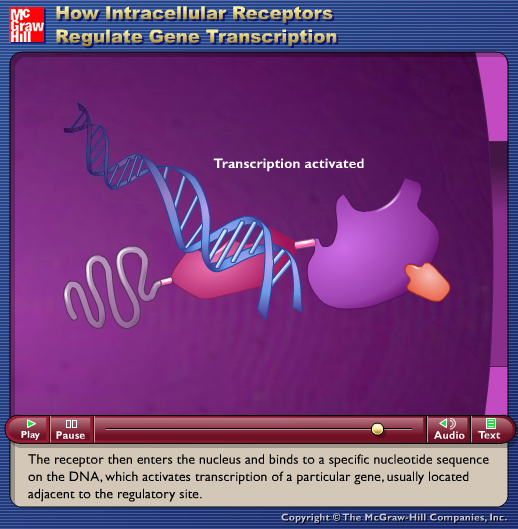 How Intracellular Receptors Regulate Gene Transcription