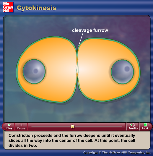 Cytokinesis