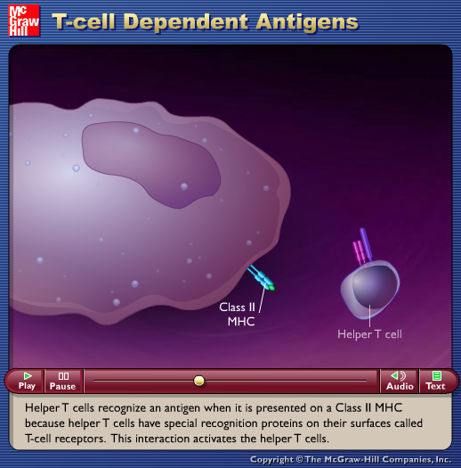 T-Cell Dependent Antigens