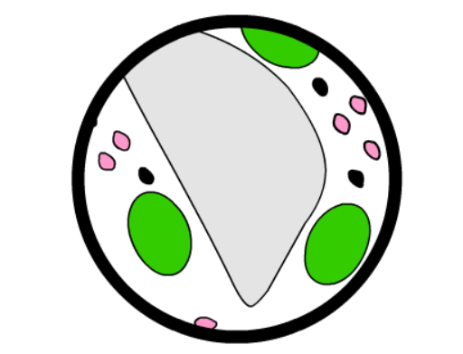 Ruchy Cytoplazmy Zajawka