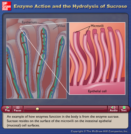 Enzyme Action and the Hydrolysis of Sucrose