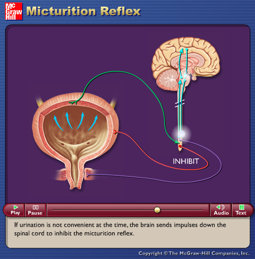 Micturition Reflex