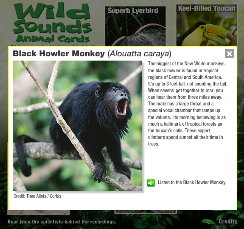 Wild Sounds Animal Cards