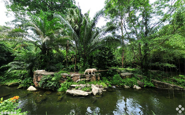 Singapore Zoo White Tigers Virtual Reality Image