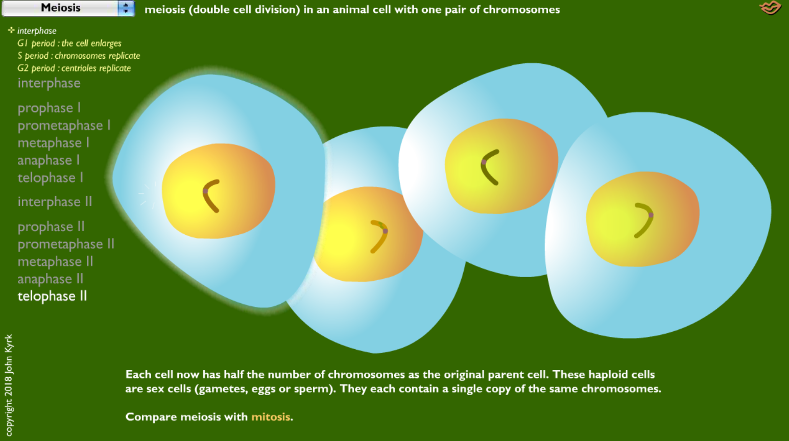 Meiosis