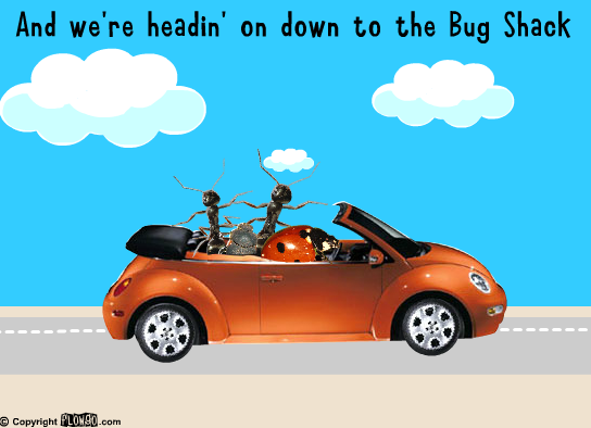 Bug Shack