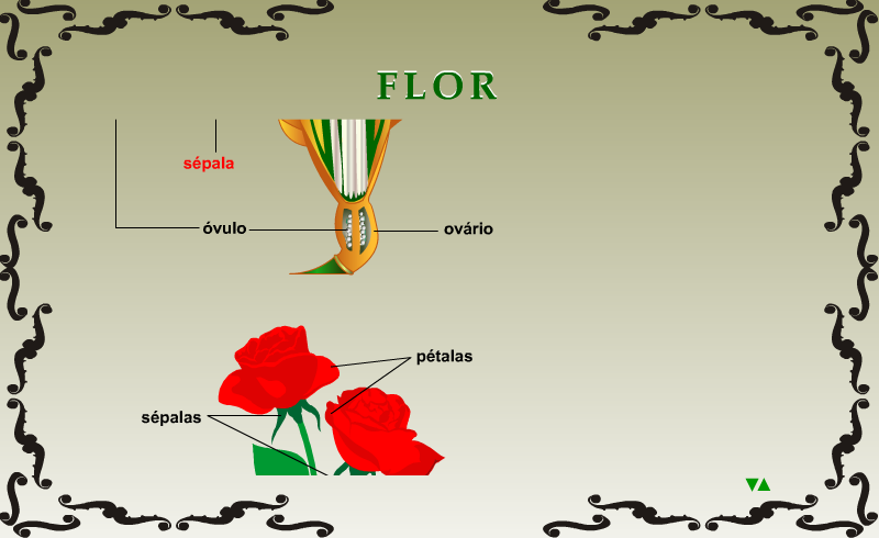 Flor