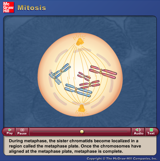 Mitosis