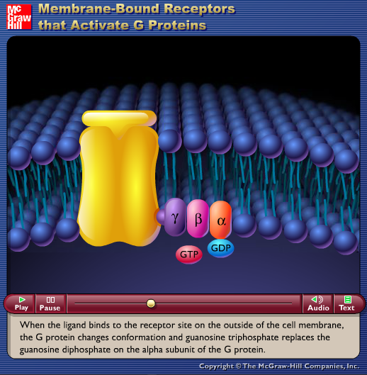 Membrane-Bound Receptors that Activate G Proteins