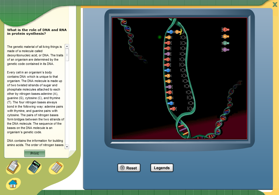 What is the role of DNA and RNA in protein synthesis?