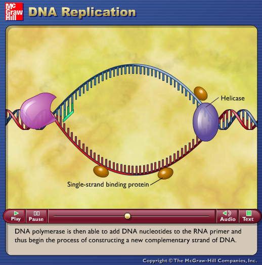 DNA Replication
