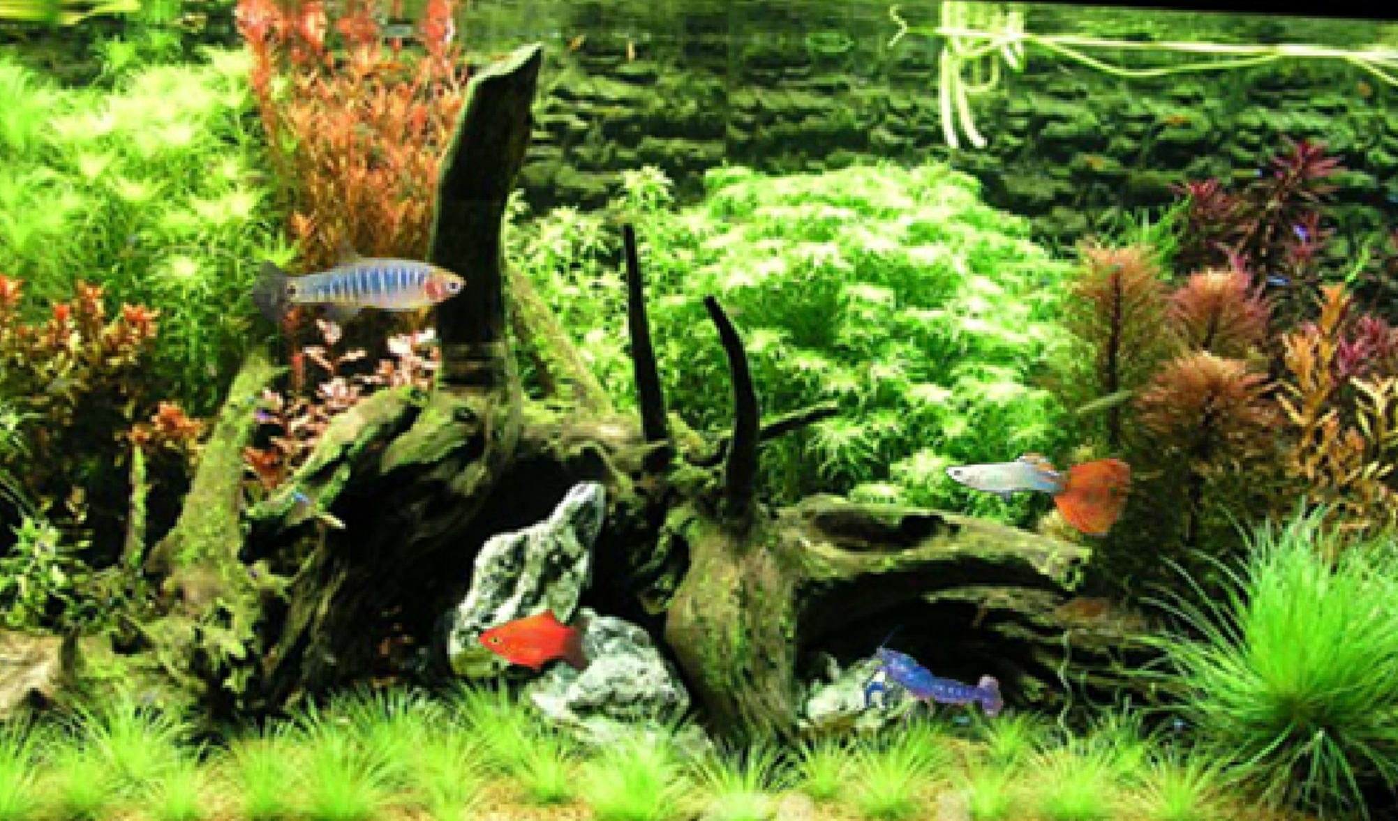 Tropical Fish International Pte Ltd Website Banner (Singapore)