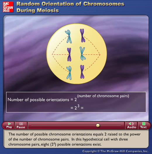 Random Orientation of Chromosomes During Meiosis