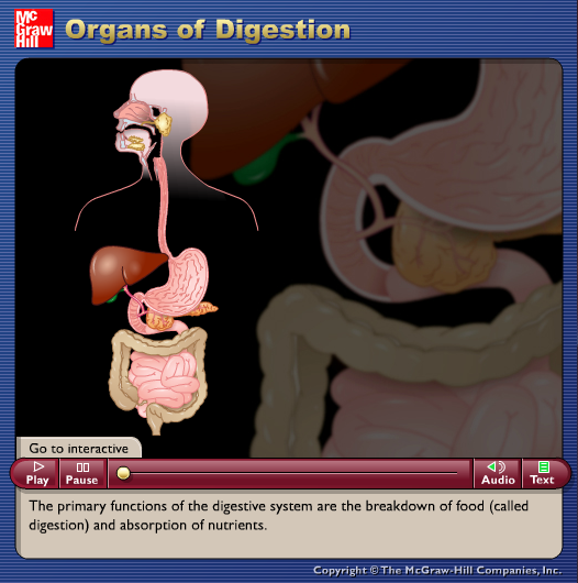 Organs of Digestion