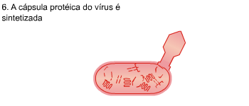 Virus