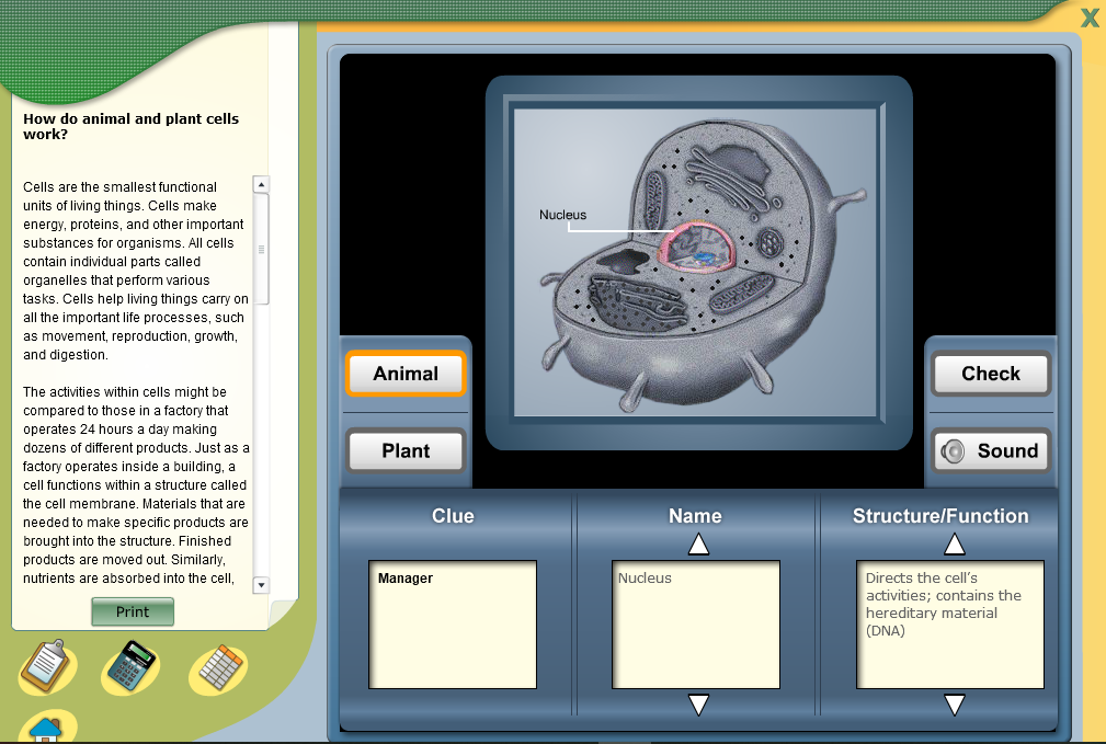 How do animal and plant cells work?