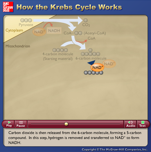 How the Krebs Cycle Works