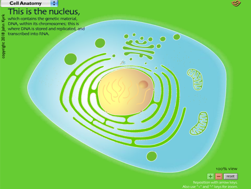 Cell Anatomy