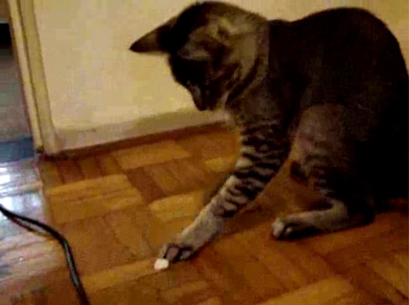 The Hyper-Cat Horror