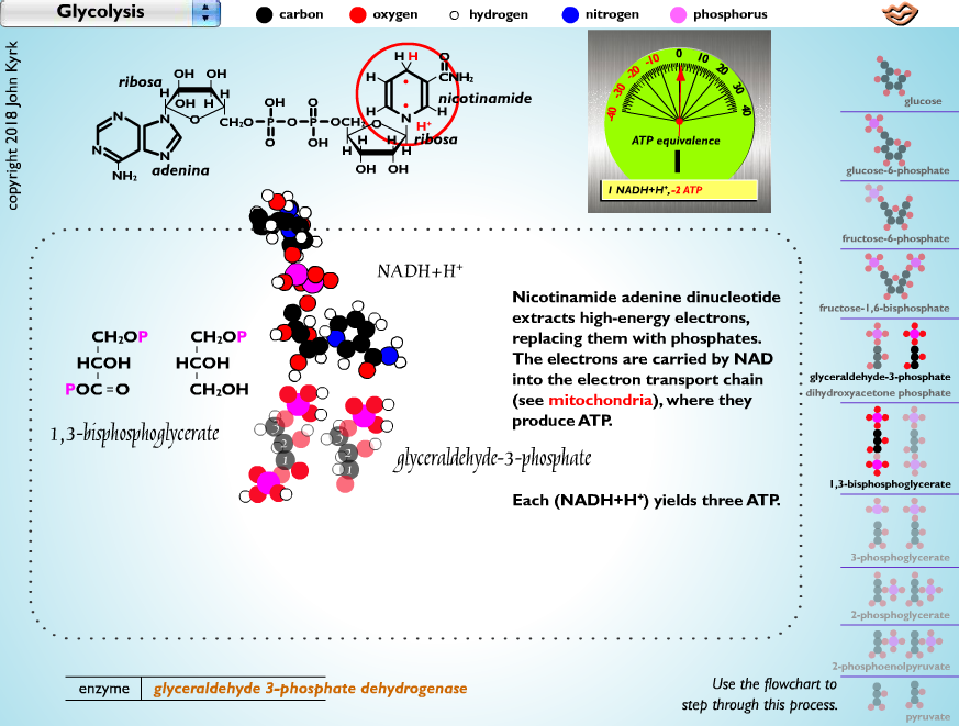 Glycolysis