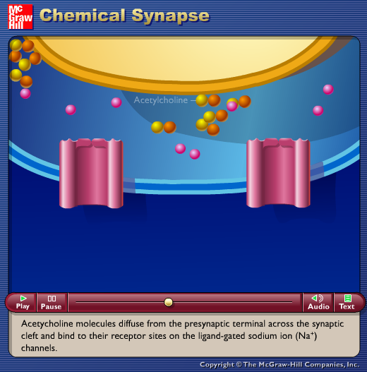 Chemical Synapse