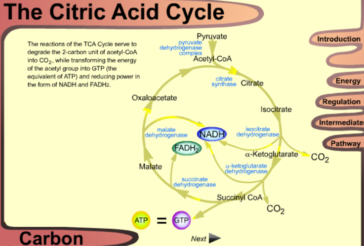 The Citric Acid Cycle