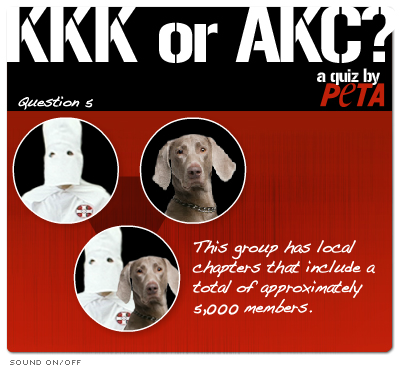 KKK or AKC? Quiz