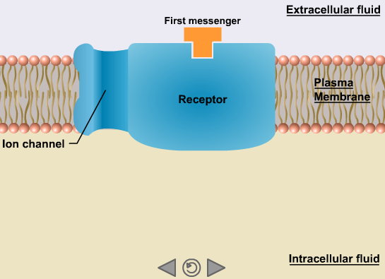 Signal Transduction by Extracellular Receptors