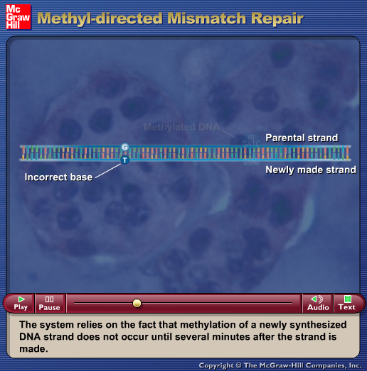 Methyl-directed Mismatch Repair