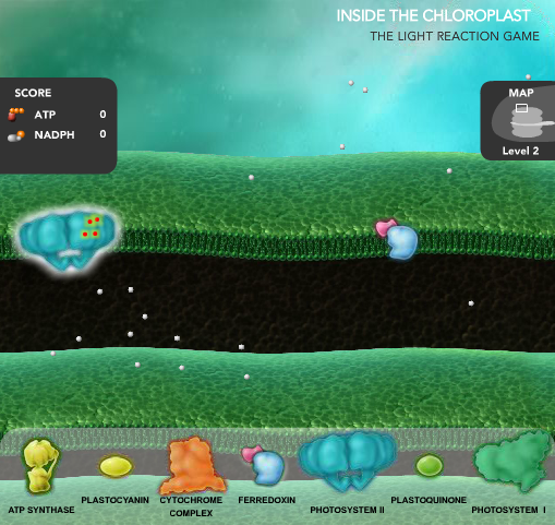 Inside the Chloroplast: The Light Reaction Game