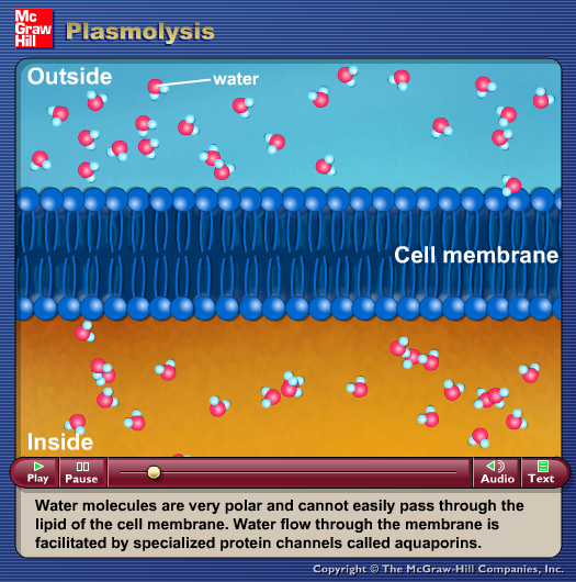 Plasmolysis