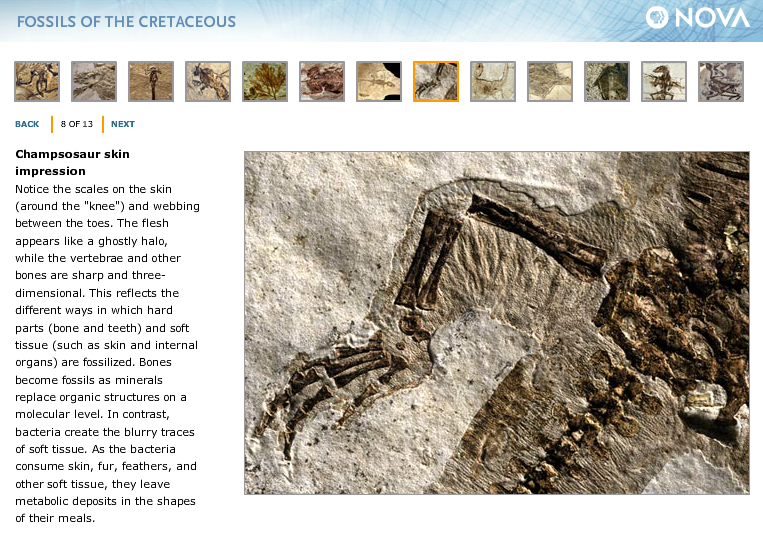 Fossils of the Cretaceous