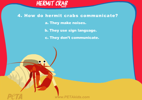 Hermit Crab Quiz