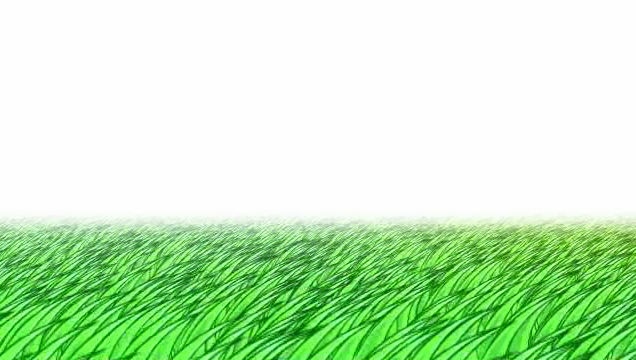 grass field