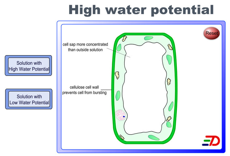 Plant Cell