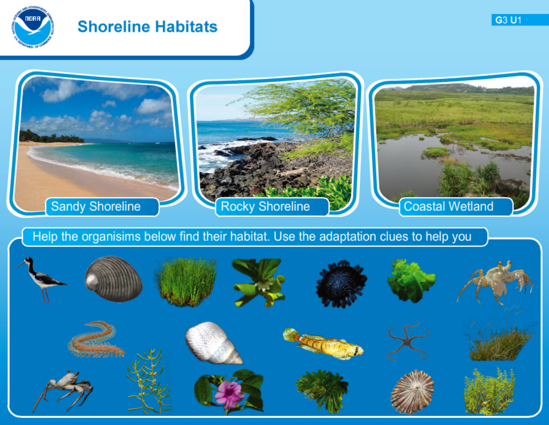 Shoreline Habitats