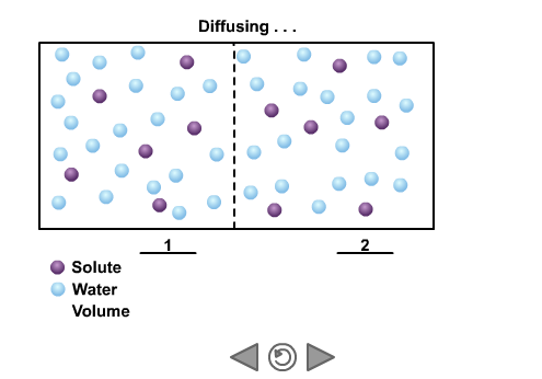 Osmosis: Permeable to Solute, Impermeable to Solute