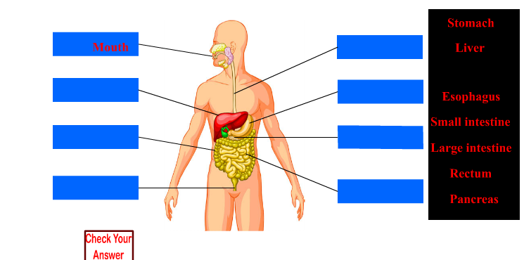 The Digestive System