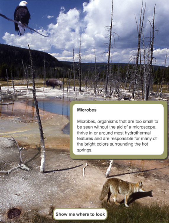 Hot Spring Ecology Virtual Diorama