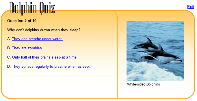 Dolphin Quiz