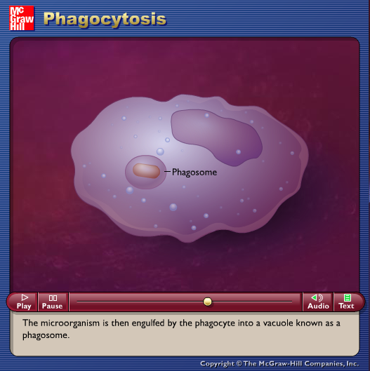 Phagocytosis