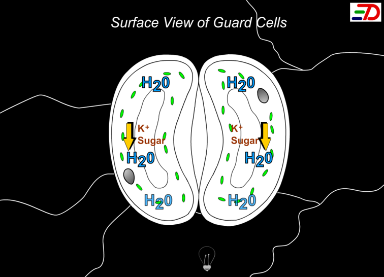 Surface View Of Guard Cells