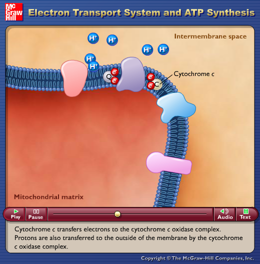 Electron Transport System and ATP Synthesis