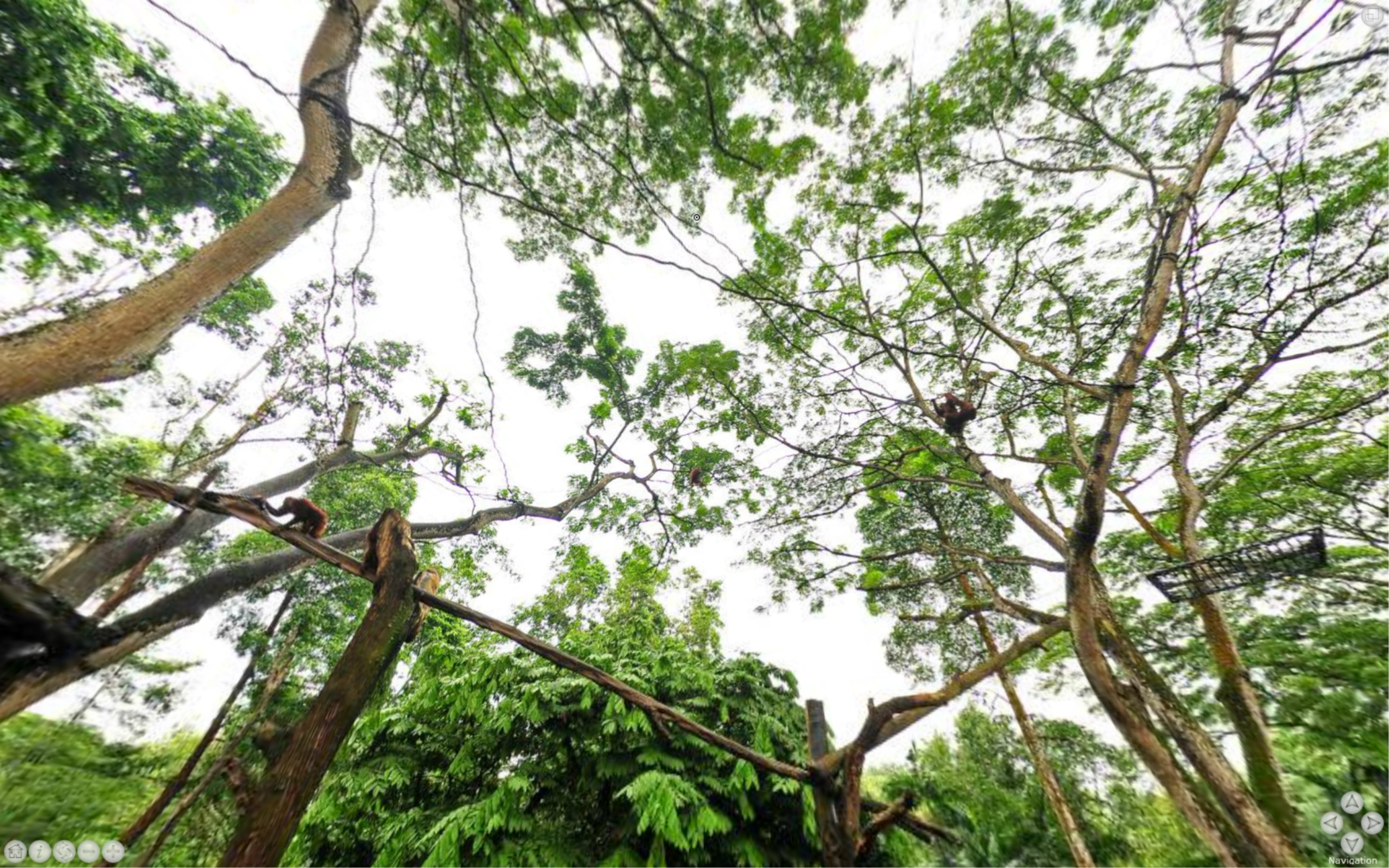 Singapore Zoo Orangutans Virtual Reality Image